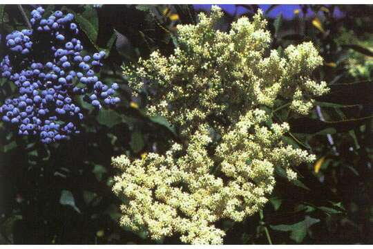 Image de Sambucus nigra L. subsp. cerulea (Raf.) R. Bolli