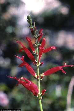 Image of Red sage