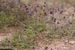 Imagem de Salvia columbariae Benth.