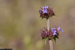 Imagem de Salvia columbariae Benth.