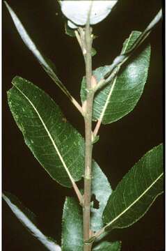 Image of pussy willow