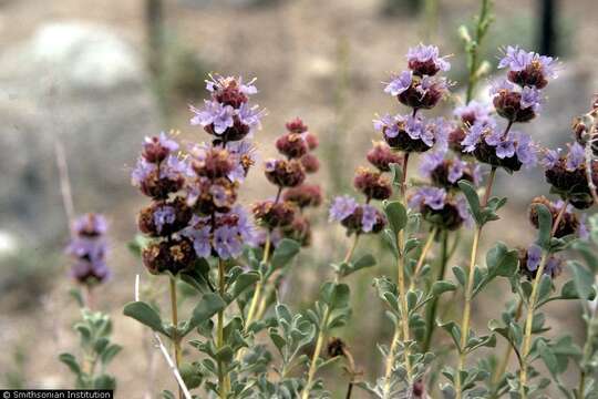 Image of purple sage