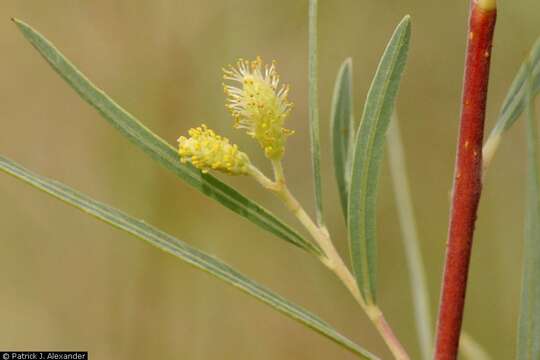 Image of narrowleaf willow