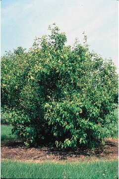 Image of Amur Maple