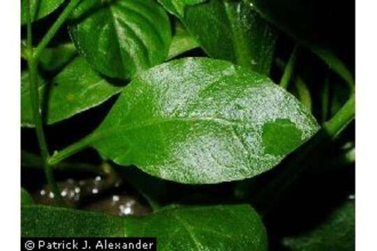 Image of seaside brookweed