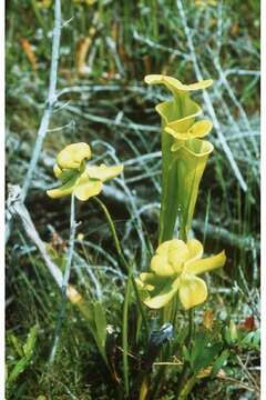 Image of Yellow pitcher plant