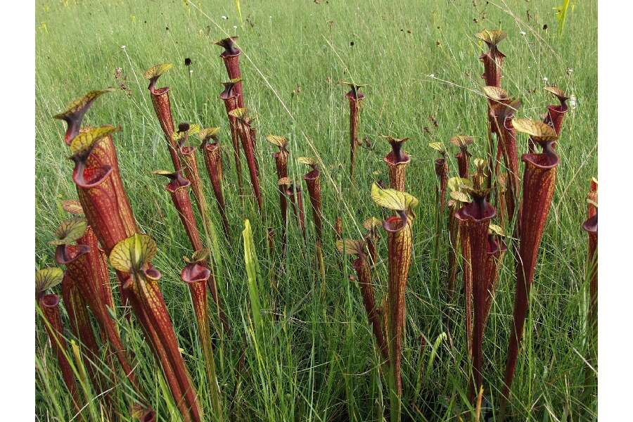 Image of Yellow pitcher plant