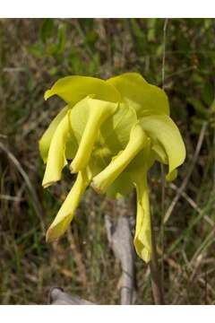 Image of Yellow pitcher plant