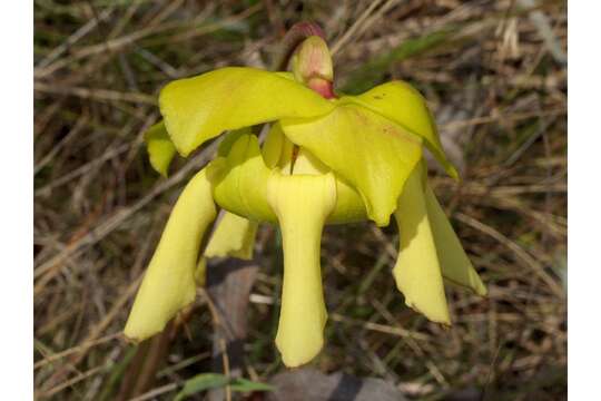 Image of Yellow pitcher plant