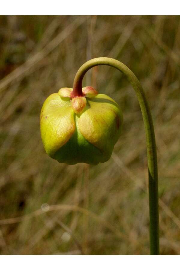 Image of Yellow pitcher plant