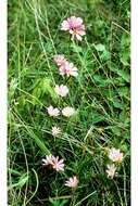 Image of Pinewoods Rose-Gentian