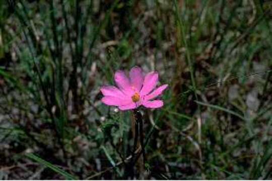 Image of Pinewoods Rose-Gentian