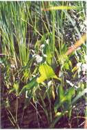 Image of Water-plantain family