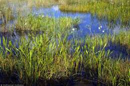 Image of Water-plantain family