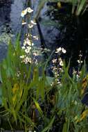 صورة Sagittaria