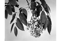 Image of blue elderberry