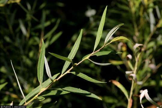 Image of Goodding's willow