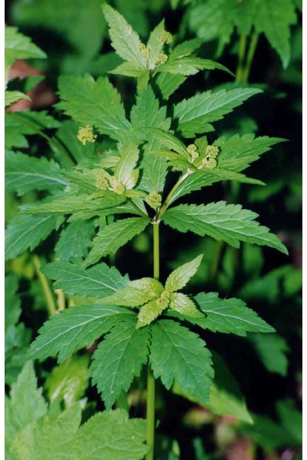 Image of clustered blacksnakeroot