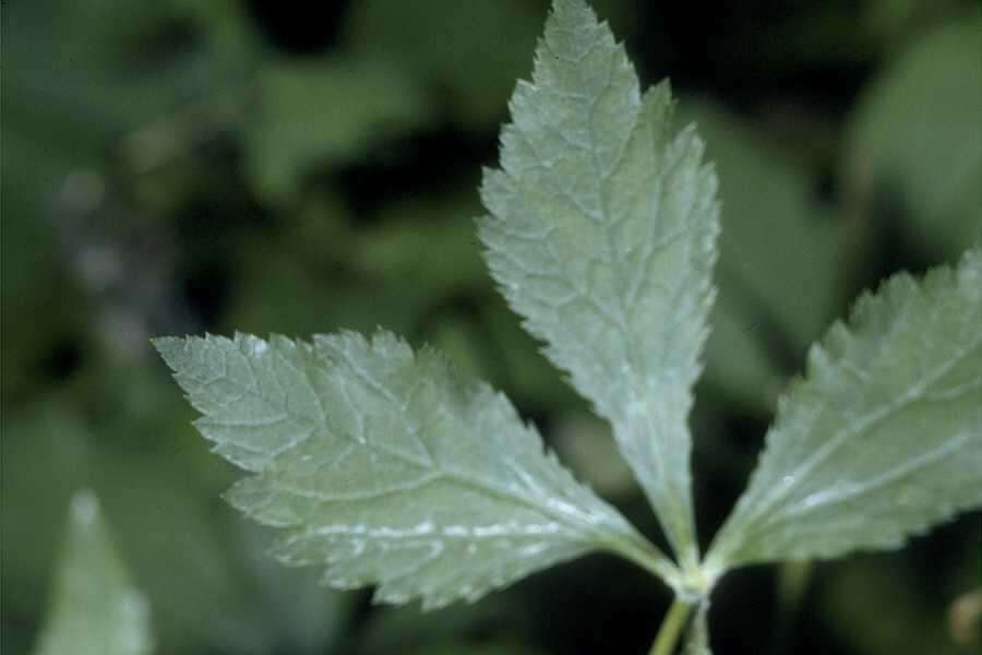 Image of clustered blacksnakeroot