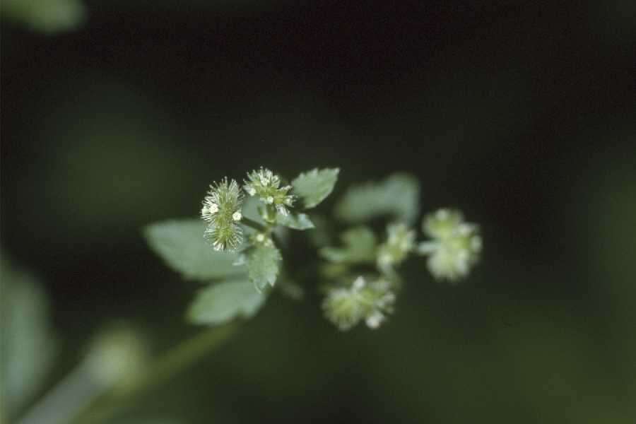 Image of clustered blacksnakeroot