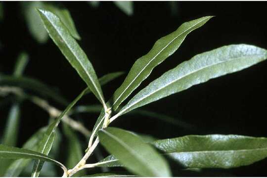 Image of prairie willow