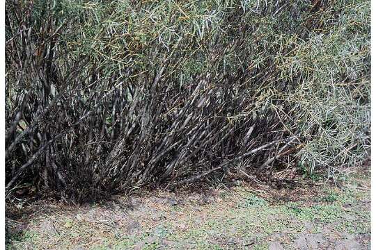 Image of Sandbar Willow