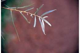 Image of Sandbar Willow