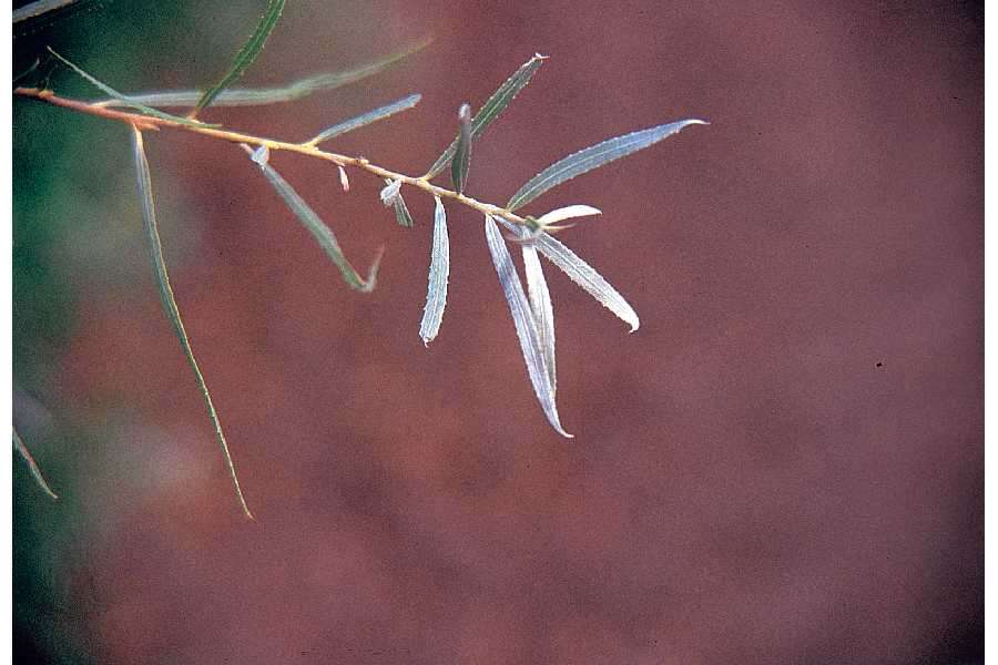 Image of Sandbar Willow