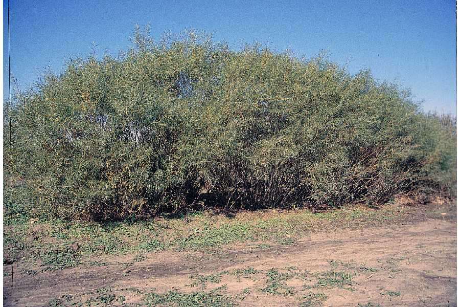 Image of Sandbar Willow