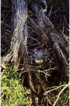 Image of Pacific Willow