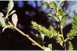 Salix lasiolepis Benth. resmi