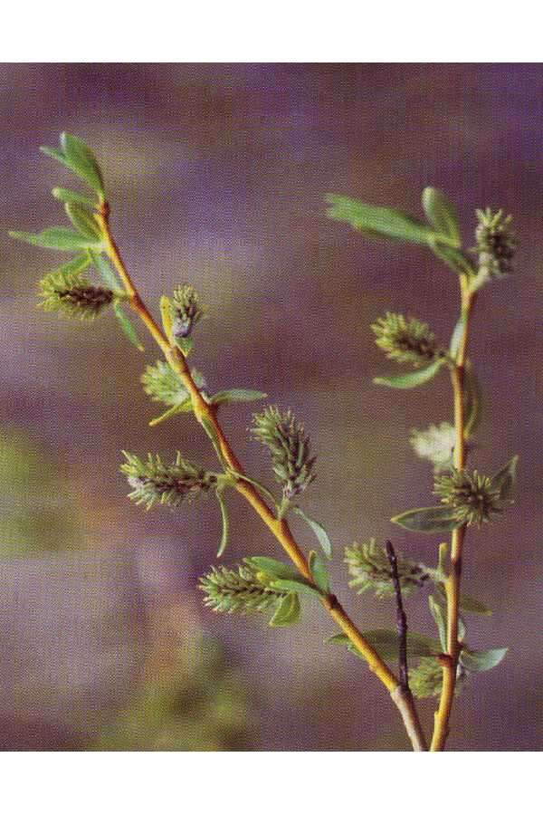 Image of Lemmon's willow