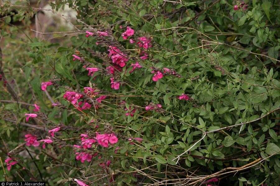 Image de Salvia microphylla var. microphylla