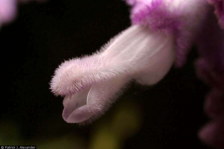 Imagem de Salvia leucantha Cav.