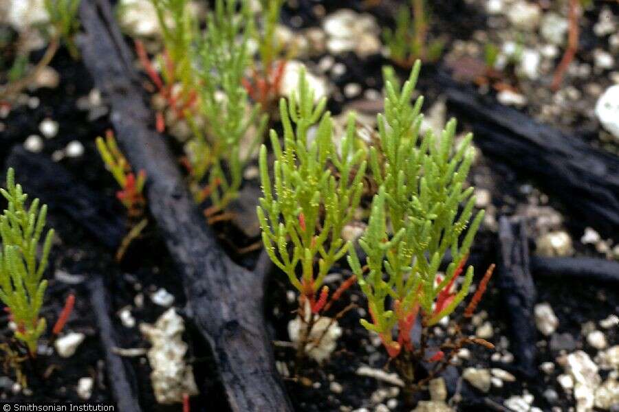 Image of Glasswort