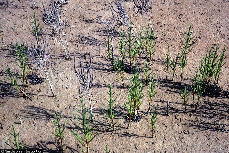 Image of Glasswort