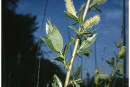 Image of Pacific willow