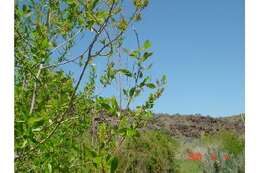 Image of yellow willow