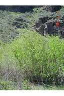 Imagem de Salix lutea Nutt.