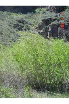 Image of yellow willow