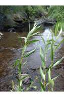 Image of Pacific Willow