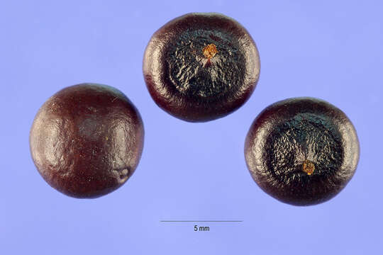 Image of dwarf palmetto