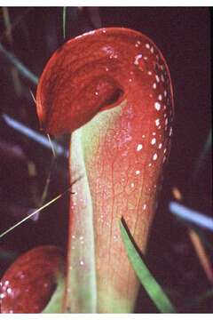 Image of Hooded Pitcherplant