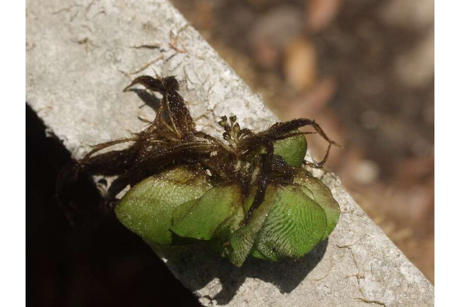 Image of Kariba-Weed