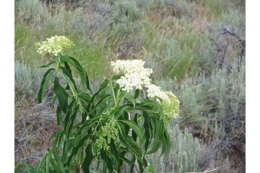 Image of blue elderberry