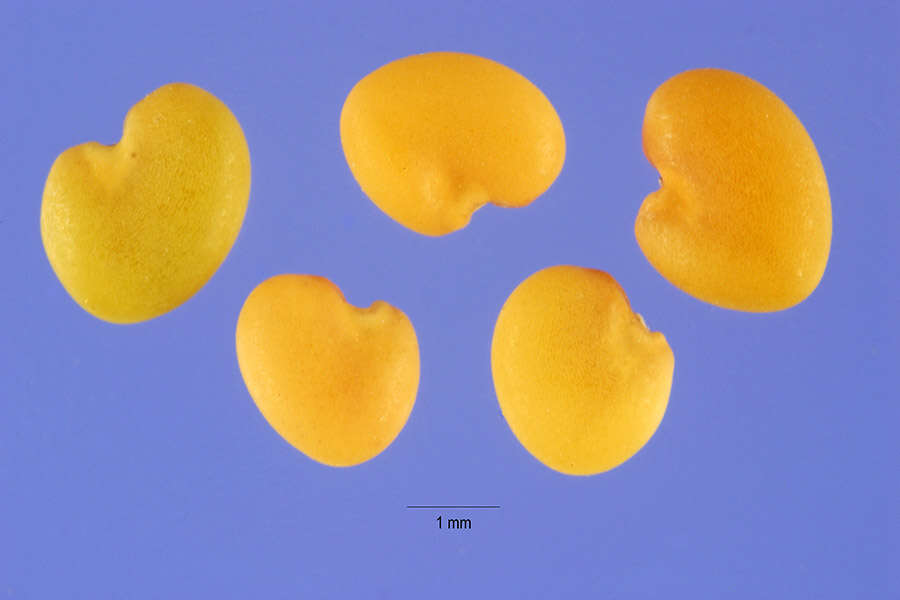 Image of chickpea milkvetch