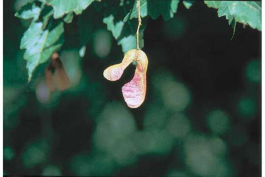 Image of Amur Maple