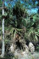 Image of Cabbage Palm