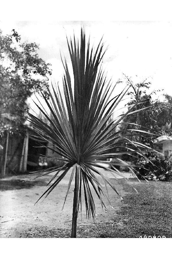 Image of Cabbage Palm