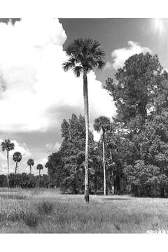 Image of Cabbage Palm